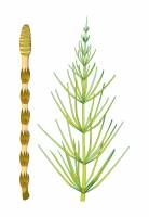 Prêle (ptéridophyte) - axe fertile et axe stérile chlorophyllien